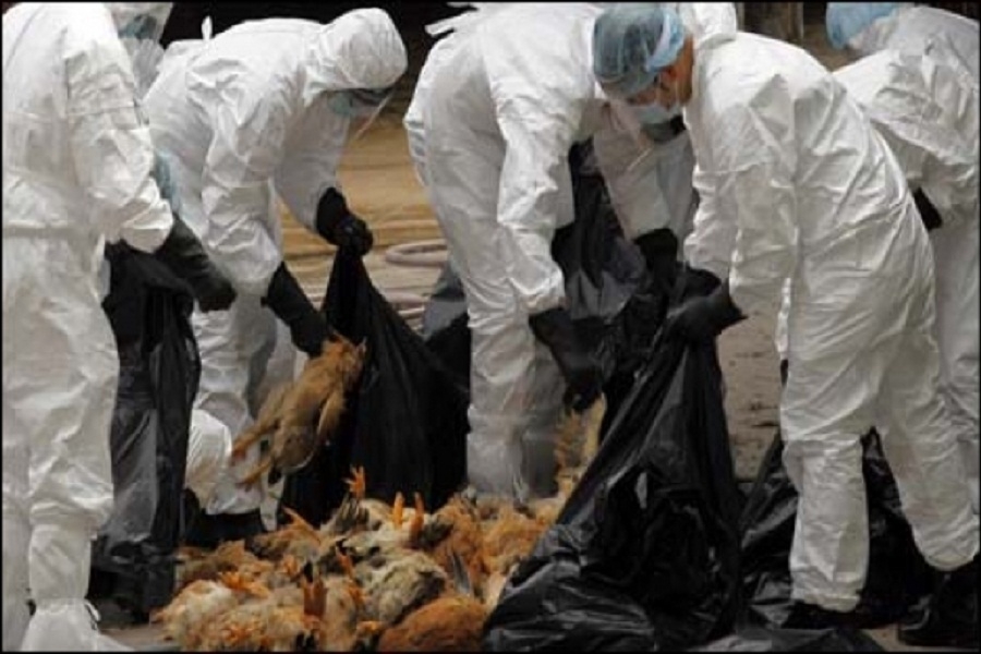 Κίνδυνος πανδημίας με τη νέα γρίπη H7N9 των πτηνών