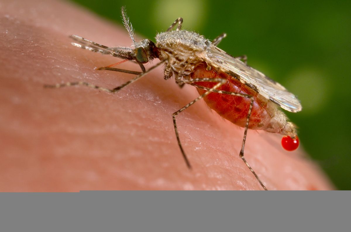 Επανεμφάνιση ελονοσίας με νέο κρούσμα στις Φέρες Έβρου