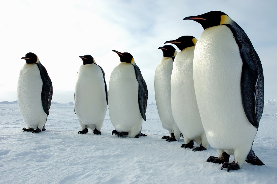 Αντικαταθλιπτικά σώζουν τους πιγκουίνους απ' την κακοκαιρία