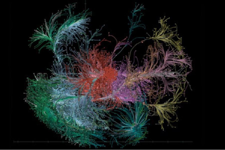Αποτυπώθηκε ο «χάρτης καλωδιώσεων» του εγκεφάλου