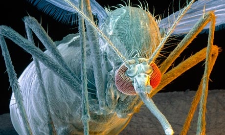 Συναγερμός για επικίνδυνο ιό από τα κουνούπια