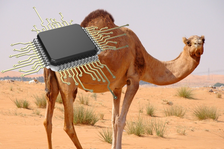 Μικροτσίπ σε καμήλες κατά του κορονοϊού MERS
