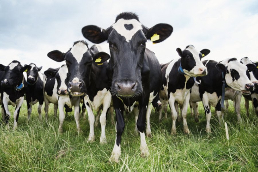 Πιθανό κρούσμα της νόσου των «τρελών αγελάδων» στη Νορβηγία
