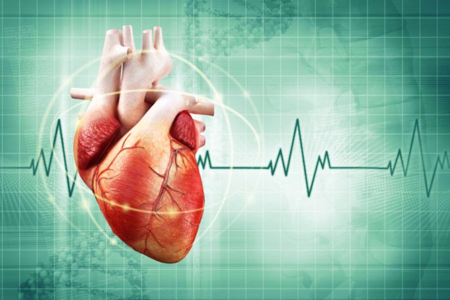 Σημαντική ανακάλυψη – Αναγέννηση καρδιάς που έχει υποστεί βλάβες