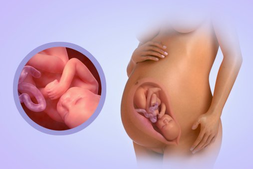 Έμβρυο φτάνει σε ηλικία δύο εβδομάδων στον «σωλήνα»!