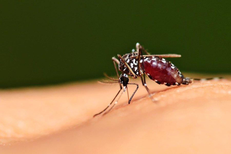 ΙΣΑ: Συμβουλές προφύλαξης από τα κουνούπια