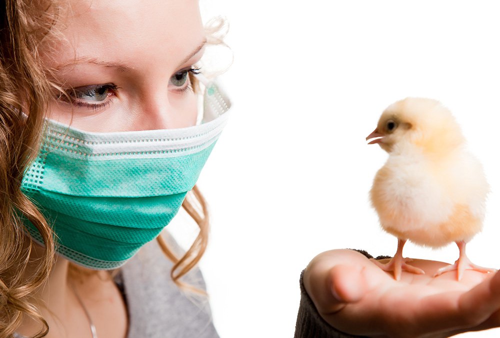 Ελληνική Εταιρία Λοιμώξεων: Ερωτήσεις και απαντήσεις για τη γρίπη των πτηνών