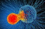 Ο ρόλος των Τ-λεμφοκυττάρων στην  αντιμετώπιση της παραλλαγής Όμικρον