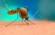 Λόγοι ανησυχίας για το τσίμπημα κουνουπιού